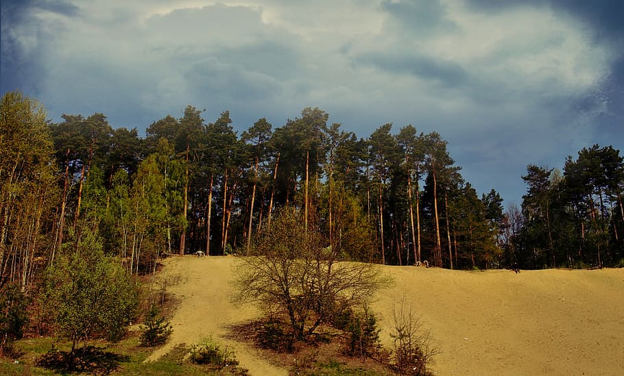 nature, forest, tree, plant, cloud - sky, land, beauty in nature HD wallpaper