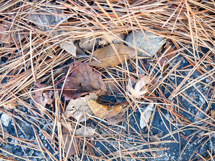 Leaves on Granite, concrete, pine, pine leaves, Fall, Macro, Nature HD wallpaper