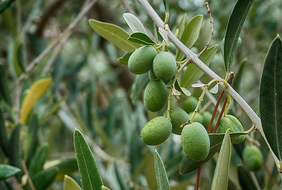 olives, olive tree olive leaves, branch, green, olive garden