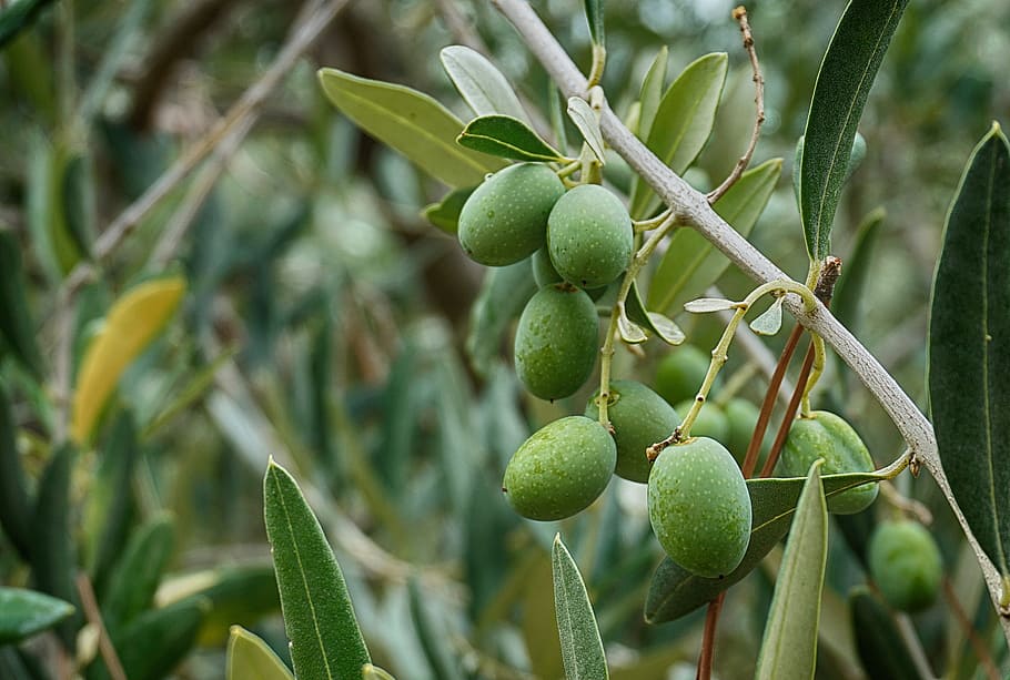 1920x1080px | free download | HD wallpaper: olives, olive tree olive