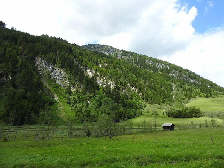 austria, mountains, meadow, forest, nature, landscape, salzburg HD wallpaper