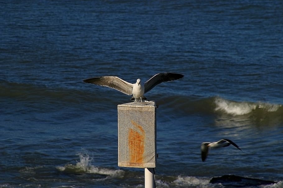seagull, fly, ave, flight, bird, flying, wings, beach, fauna HD wallpaper
