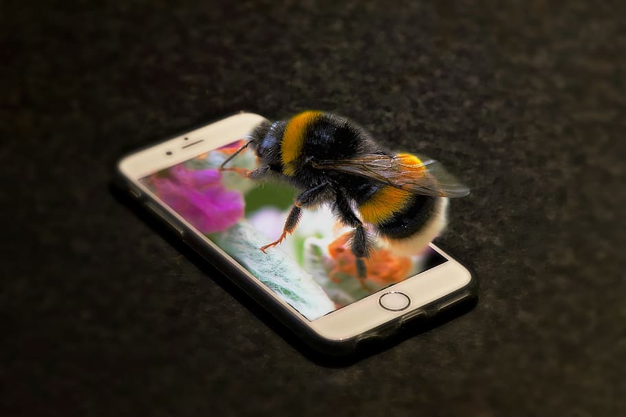 phone, bourdon, insect, macro, forage, portable, google phone, HD wallpaper