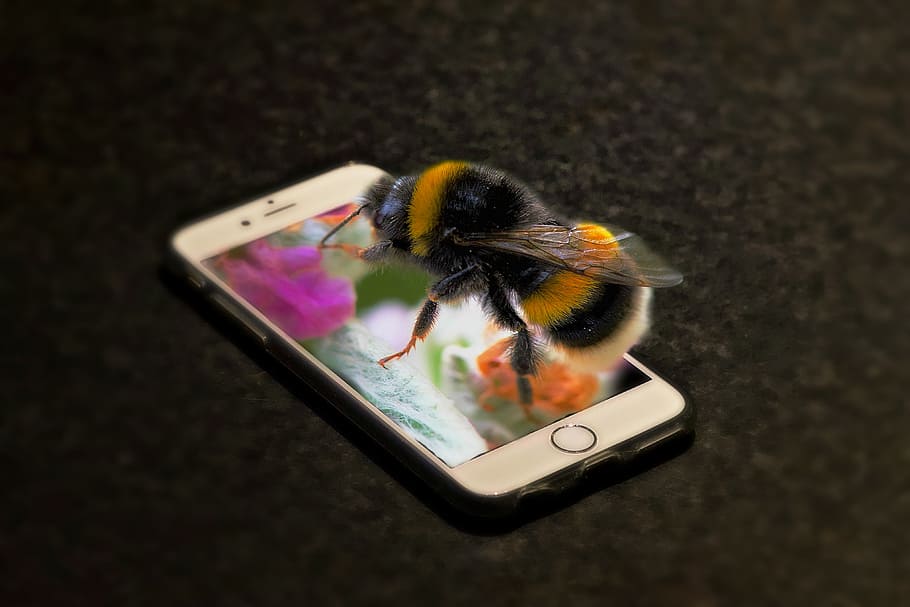 phone, bourdon, insect, macro, forage, portable, google phone HD wallpaper