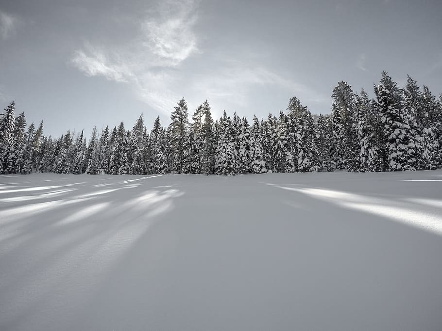 snow, winter, white, cold, weather, ice, trees, plants, nature HD wallpaper