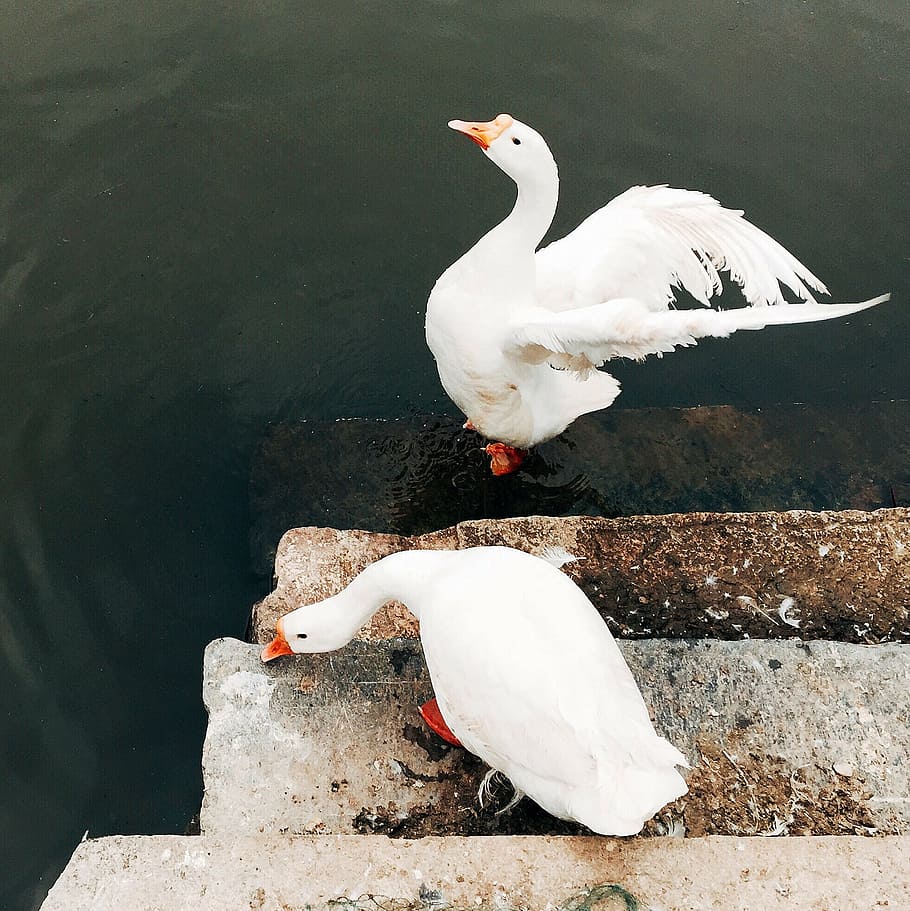 two white ducks on stair step near body of water during daytime, HD wallpaper
