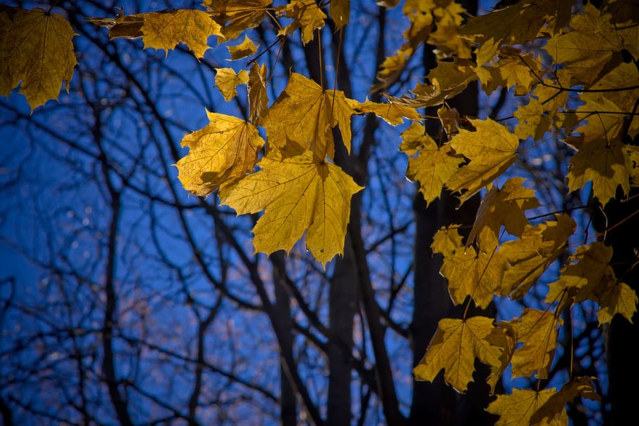 maple, leaf, maple leaves, fall, autumn, nature, autumn colours, HD wallpaper