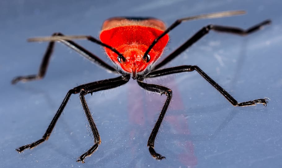 beetle, red beetle, insect, macro, close-up, animal themes HD wallpaper