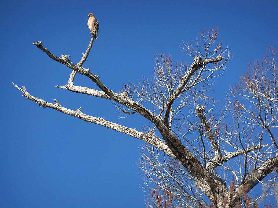 Bird, Tree, Nature, Branch, Spring, animal, summer, tree branches HD wallpaper