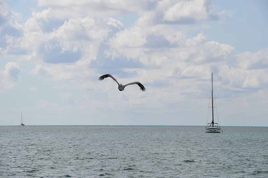 nature, pelican, boat, beira mar, agua, orla, water, sea, sky HD wallpaper