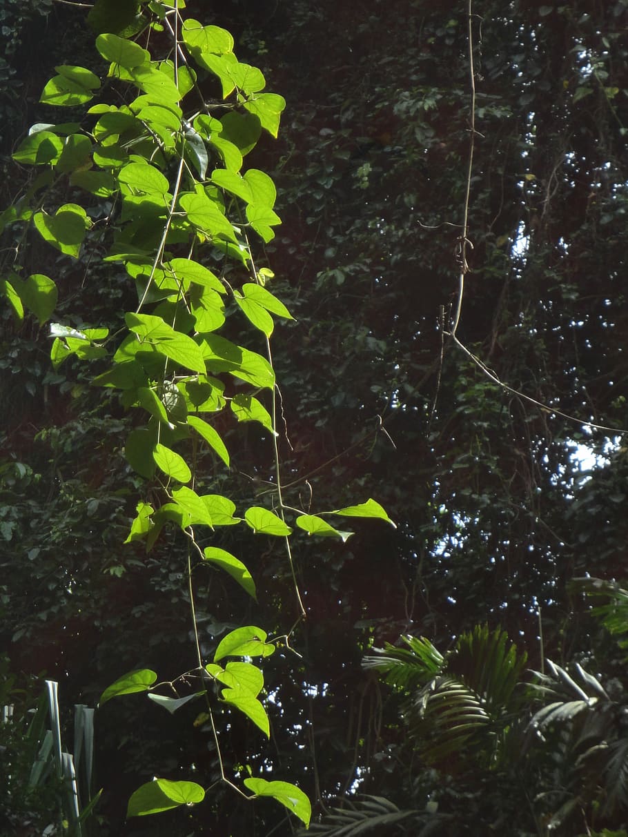 Leaves, Light, Green, Sunlight, Leaf, natural, plant, beautiful HD wallpaper
