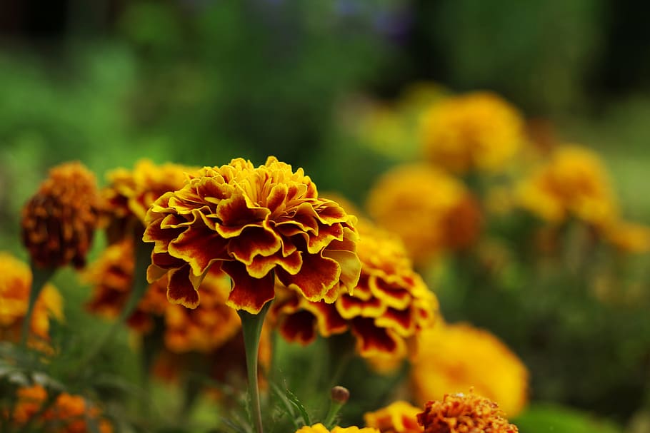 marigolds, flower, summer, spring, green, grass, orange, yellow HD wallpaper
