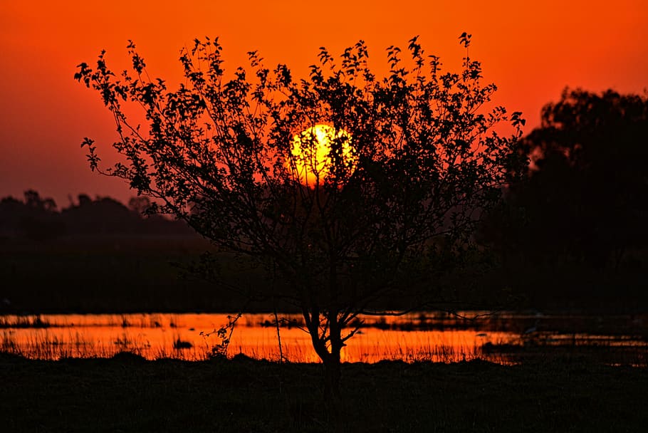 sunset, tree, nature, landscape, silhouette, body of water HD wallpaper