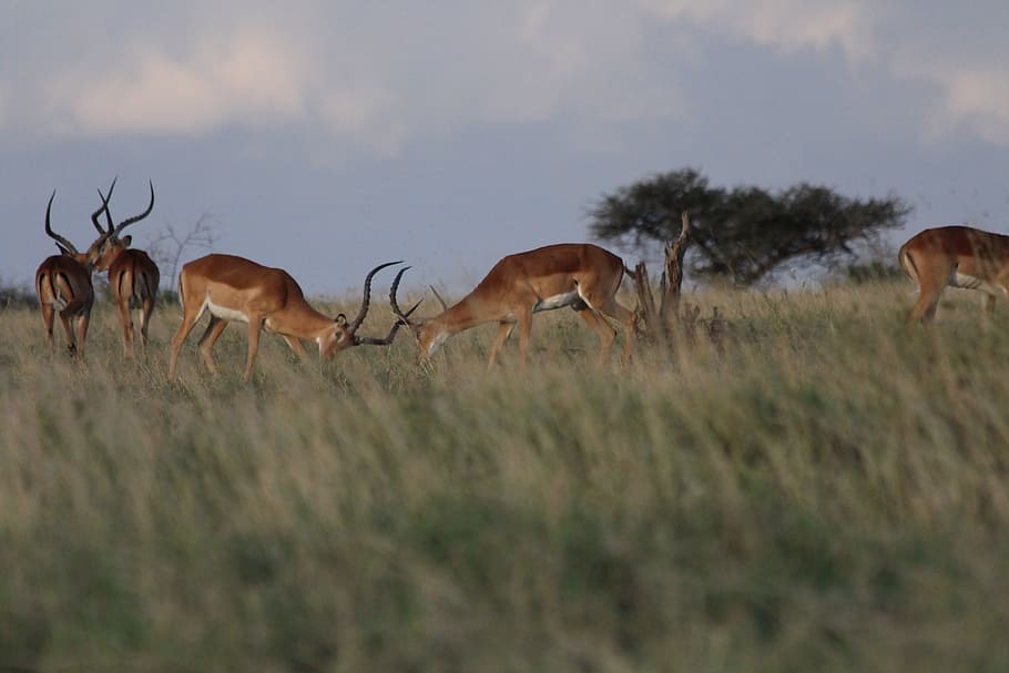 impala, fight, kenya, animal wildlife, animals in the wild HD wallpaper