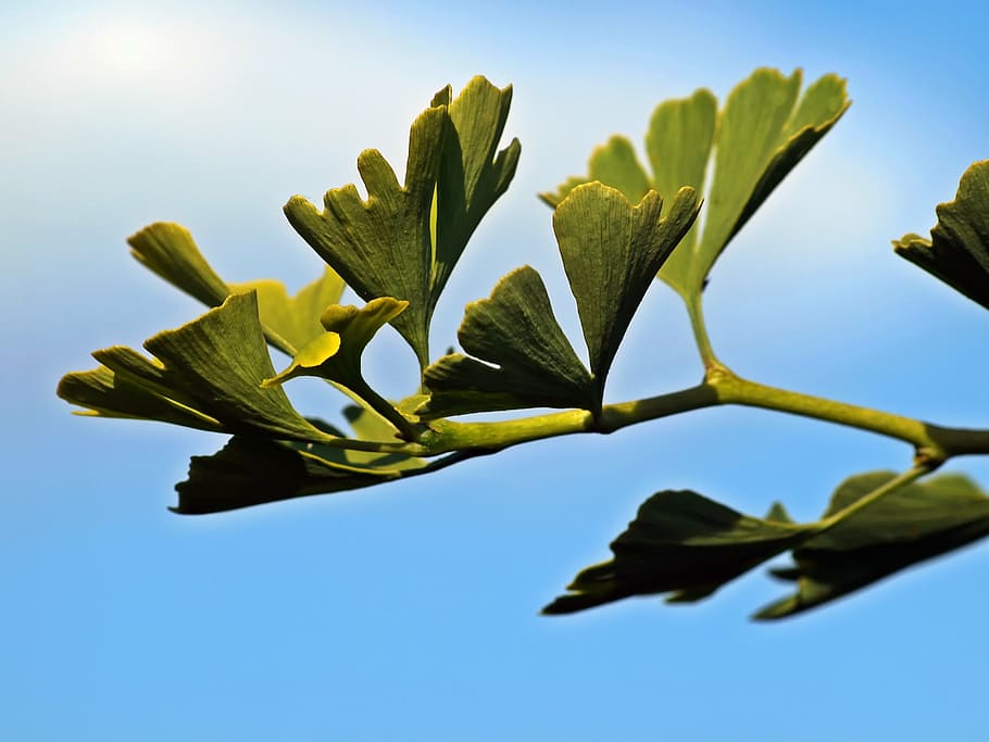 plant, nature, live, leaf, tree, sky, branch, blue, outdoors HD wallpaper