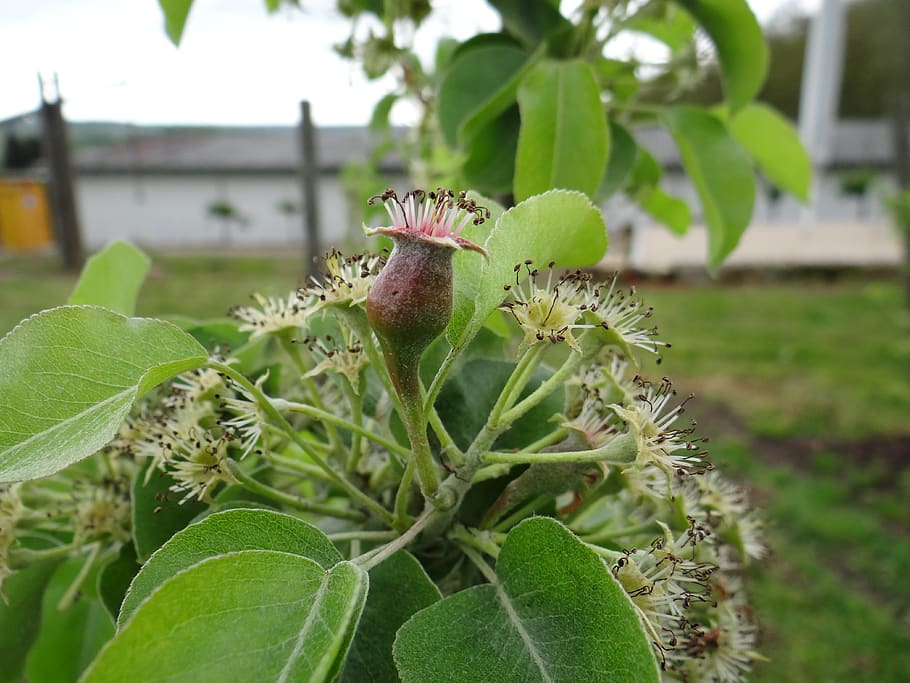 pear grows, tree, growth, plant, leaf, green color, plant part HD wallpaper