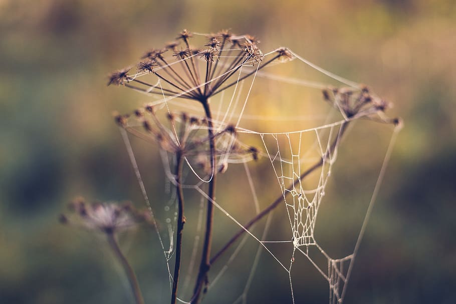 cobweb, spider's web, dry plants, meadow, autumn, haze, nature HD wallpaper