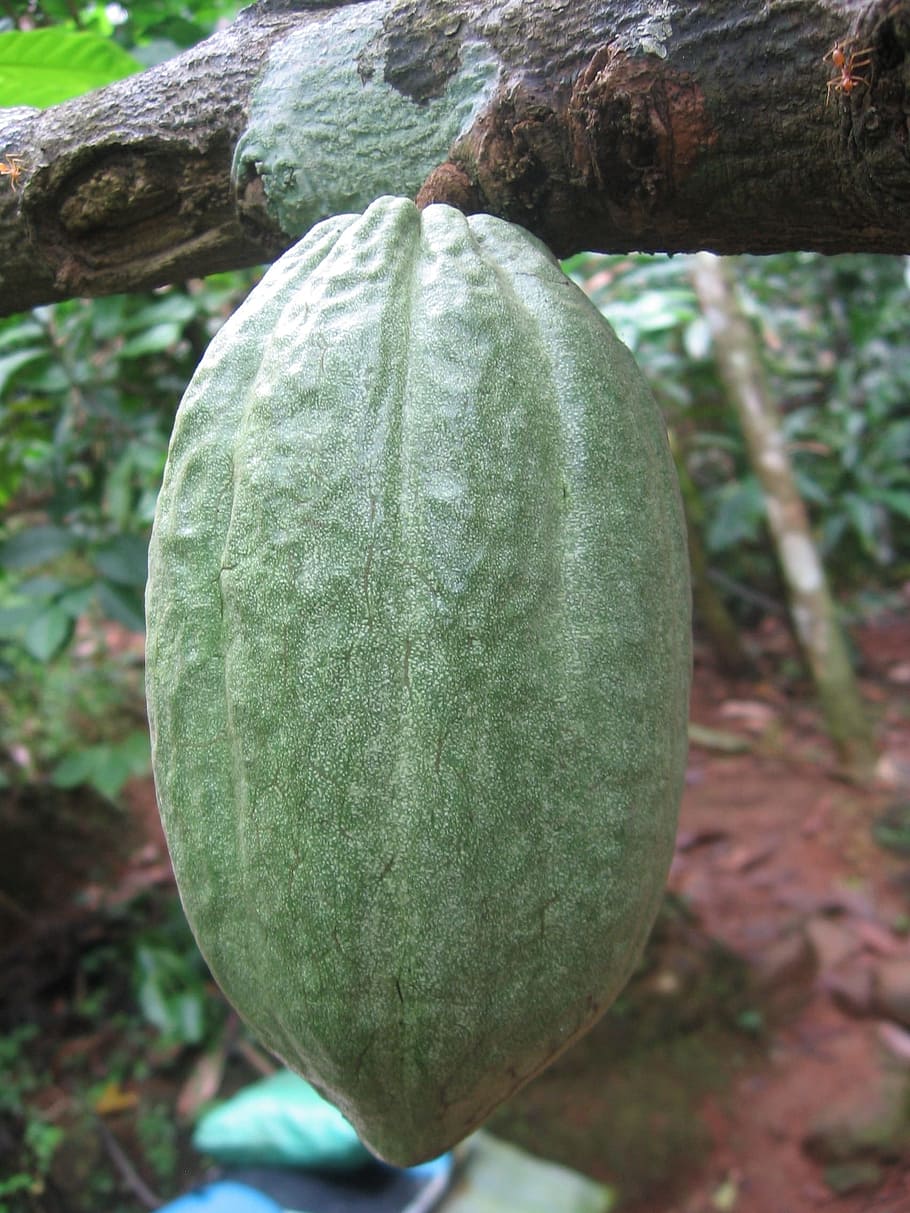 cacao fruit hanging on branch, Cocoa Bean, cocoa fruit, chocolate, HD wallpaper