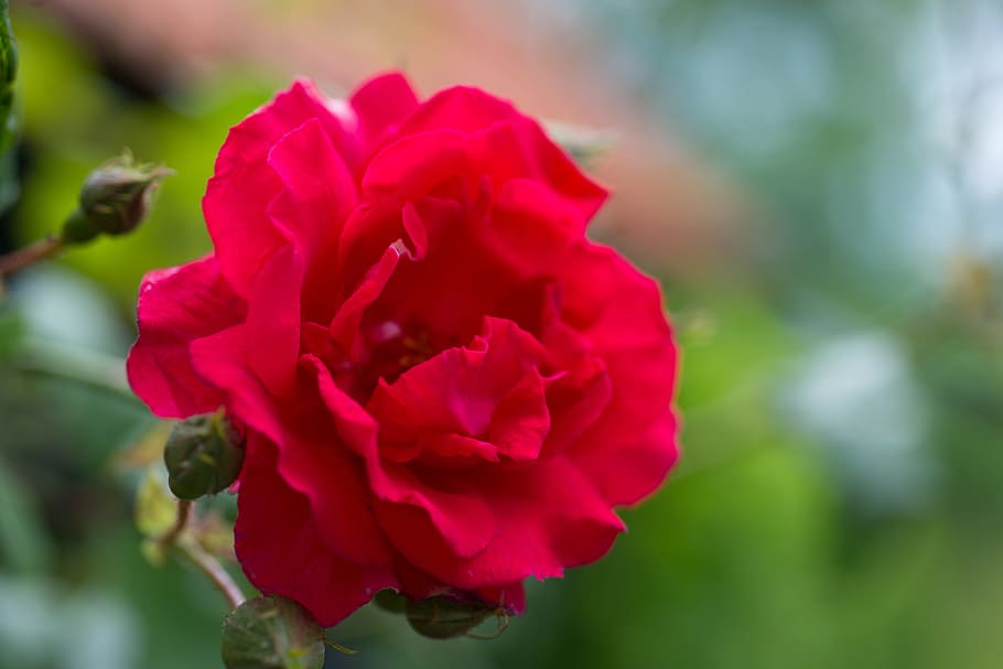 Red, Rose, Close Up, Flower, Red Roses, love, romance, romantic HD wallpaper