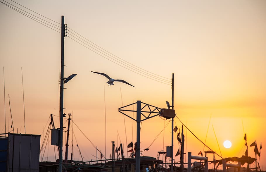 seagull, twilight, sunset, sky, orange color, silhouette, transportation HD wallpaper