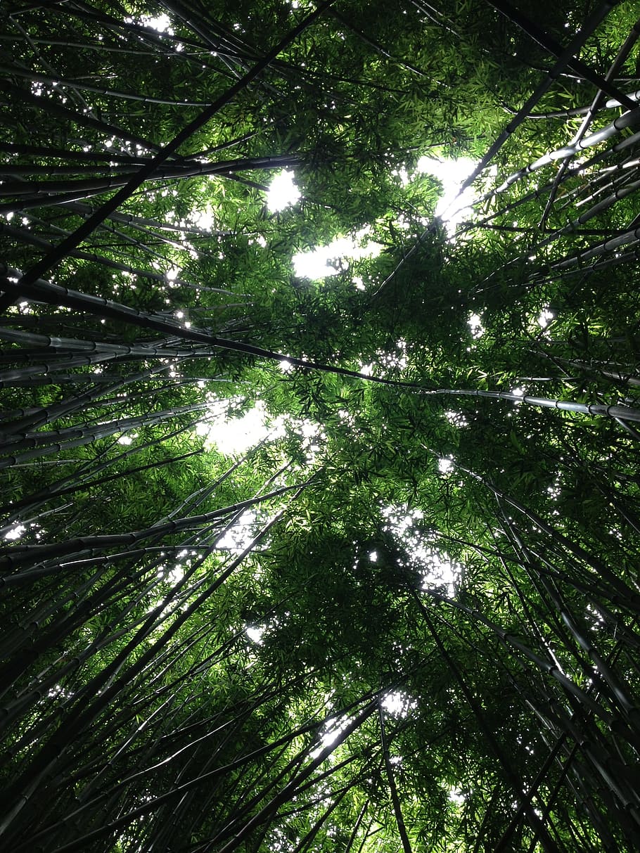 trees, perspective, forest, woods, foliage, sunlight, environment HD wallpaper