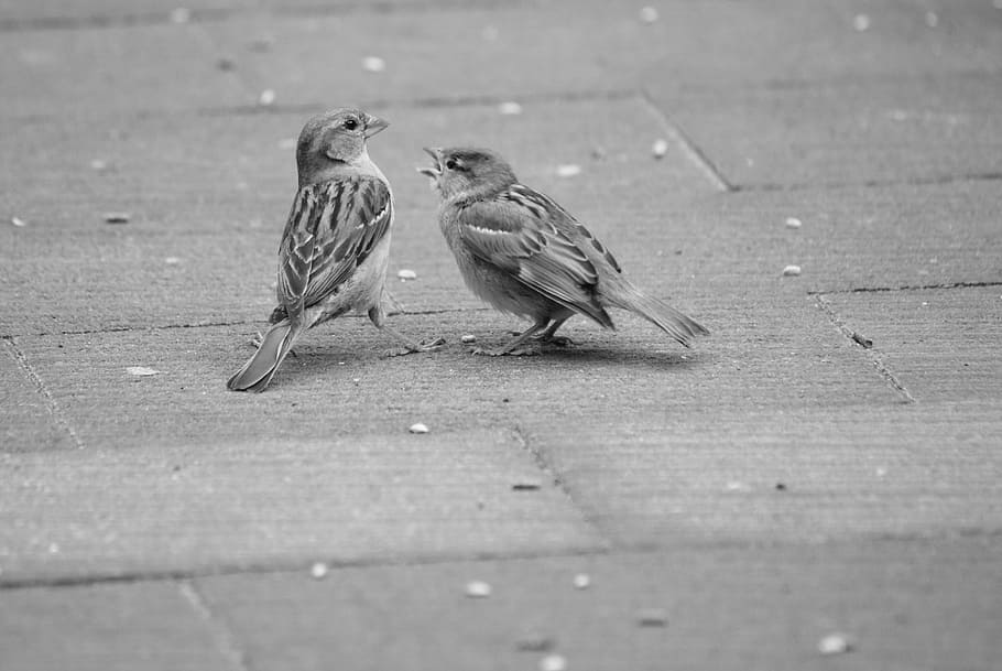 Mus, Sparrows, Bird, homester, birds, nature, animals, funny HD wallpaper