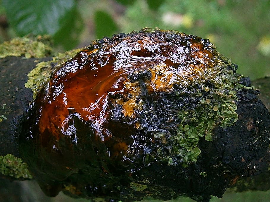 resin, bitumen, tree, wood, bark, log, tribe, branch, cherry HD wallpaper