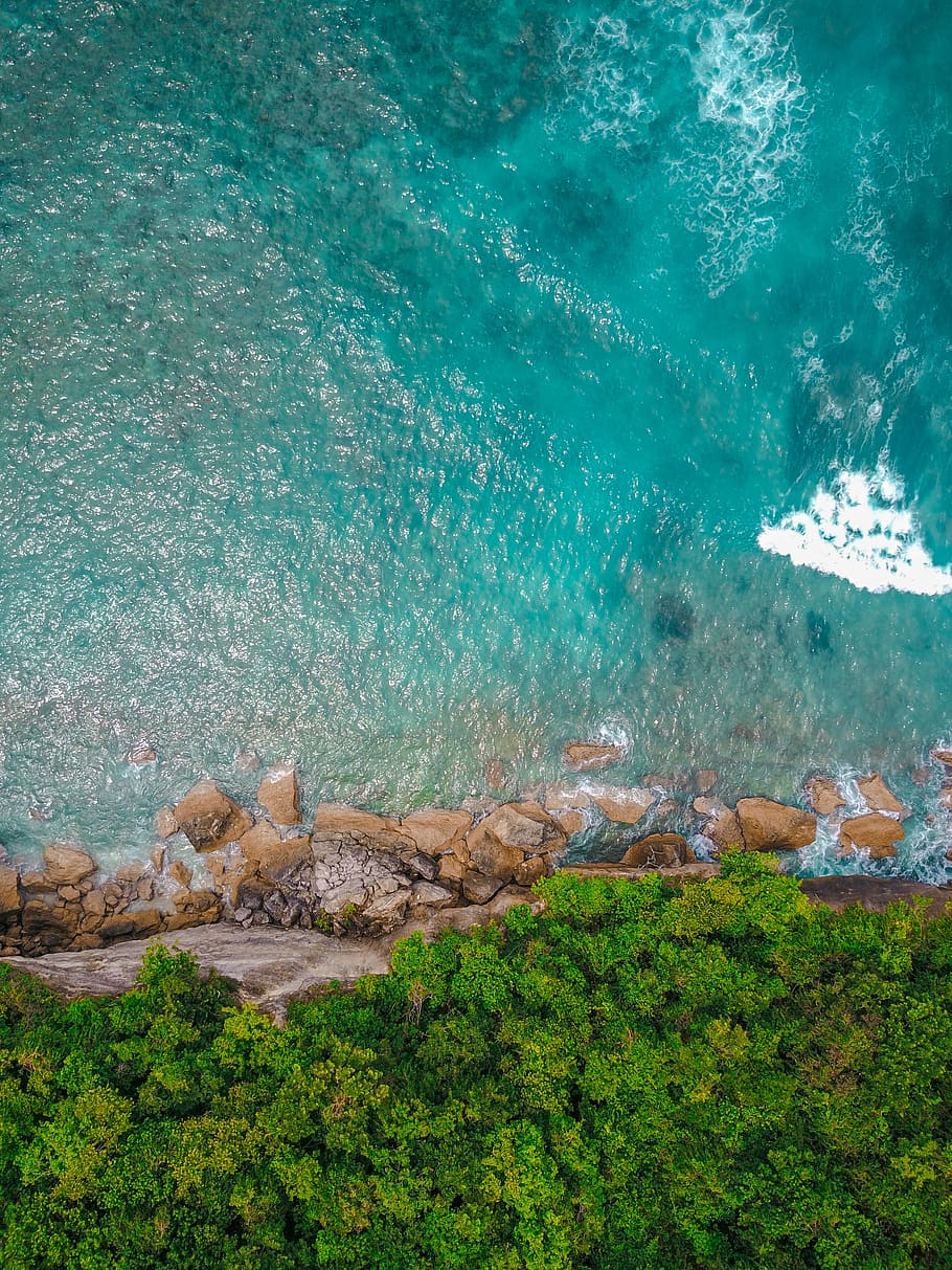 bird's eye view of green leafed trees near body of water, aerial photography of beach with trees HD wallpaper