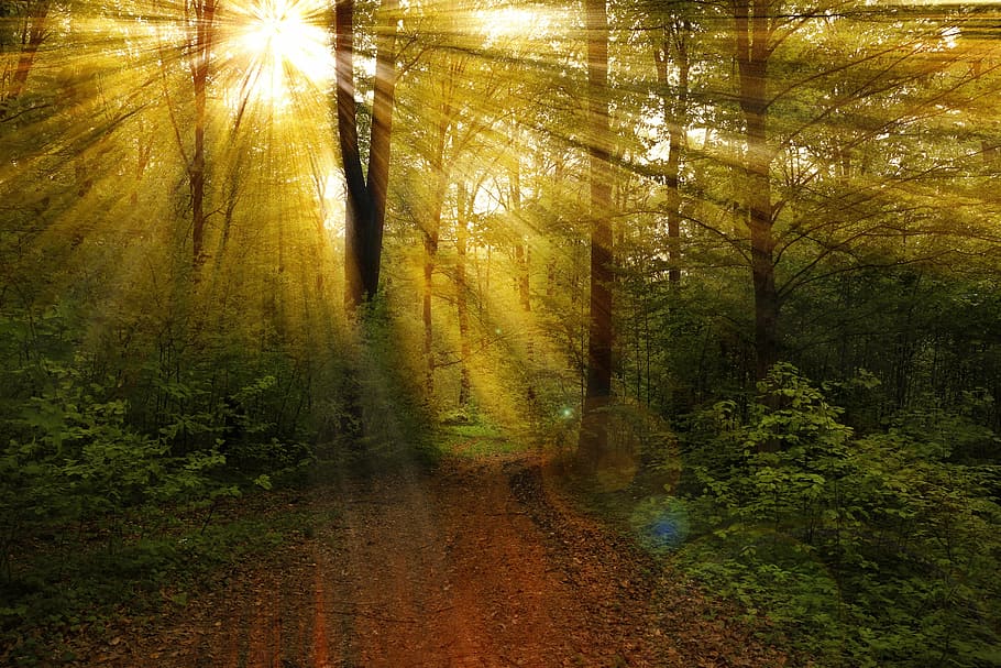 forest during daytime, rays, nature, landscape, light, sun HD wallpaper