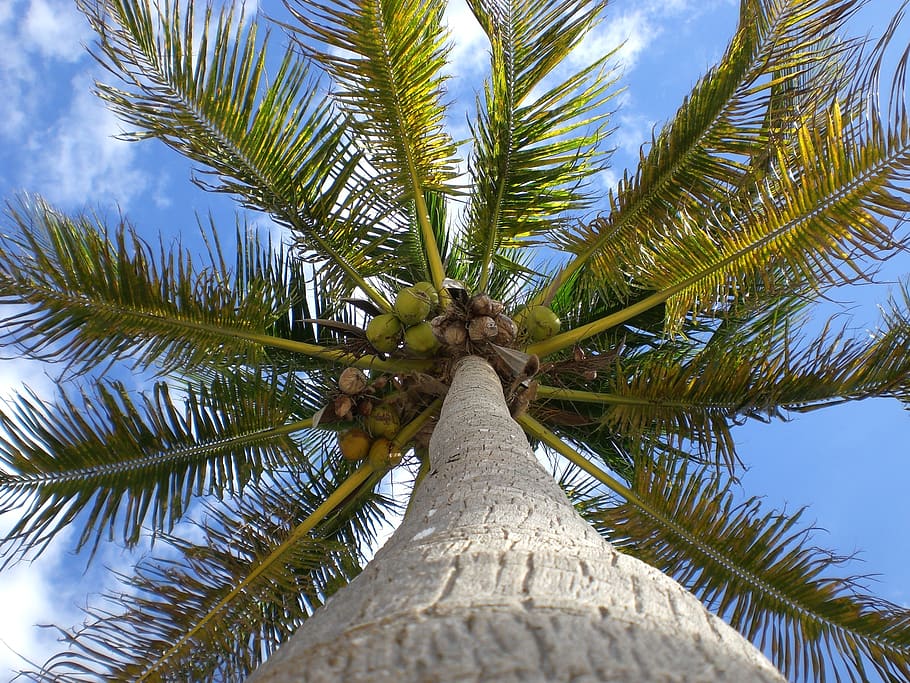 palma, cocos, sky, cloud, tree, palm tree, tropical climate HD wallpaper