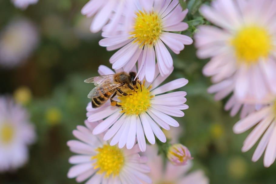 bee, flowers, nectar, insect, flowering plant, animal themes HD wallpaper