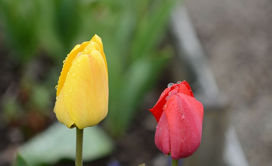 tulip, lily, spring, nature, flowers, tulips, plant, flora