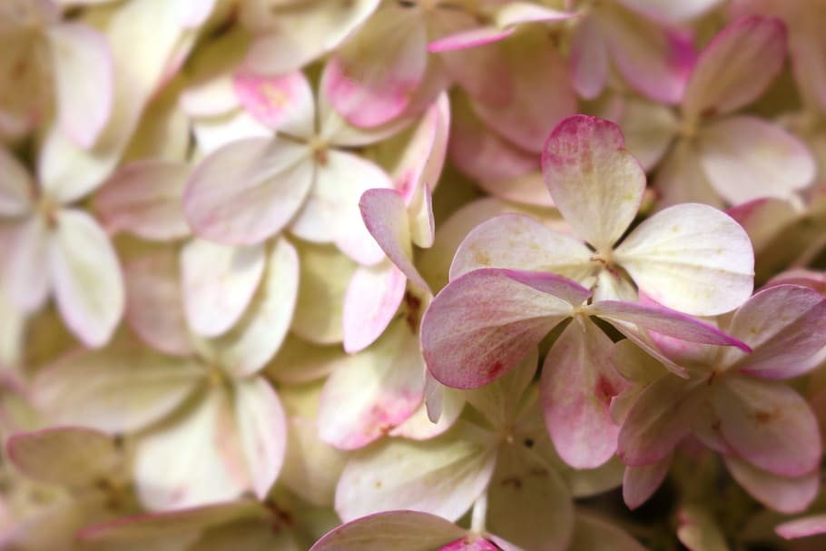 white-pink flowers, romantic, dusky pink, panicle hydrangea, HD wallpaper