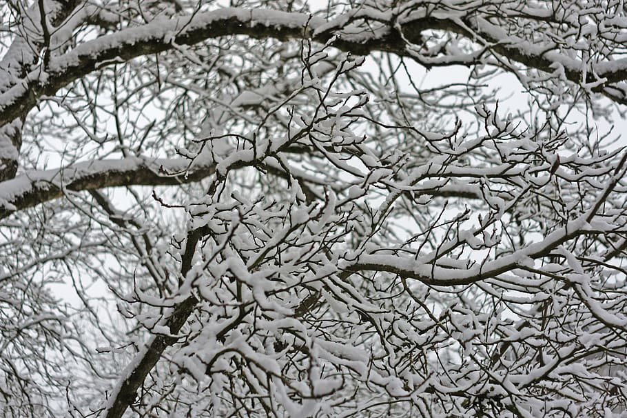 branches, tree, winter, snow, nature, wintry, forest, cold HD wallpaper