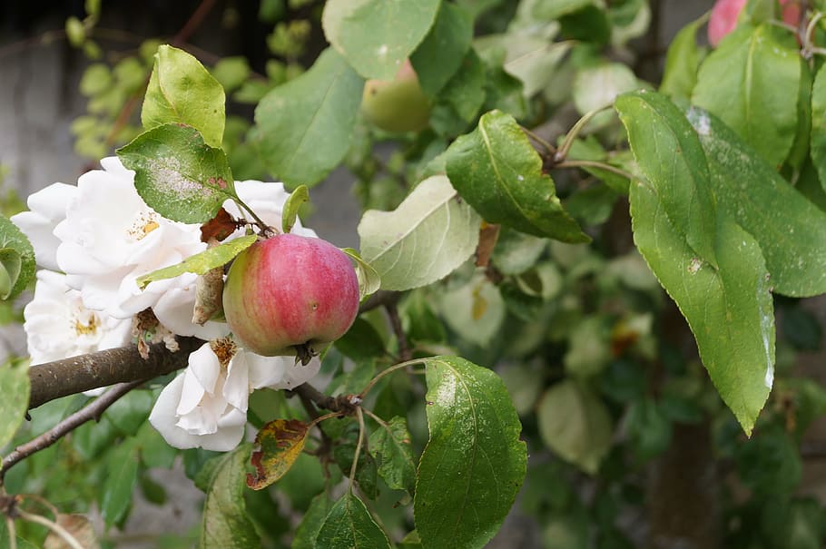 apple, orchard, apples, tree, garden, flowers, flowering, red apple HD wallpaper