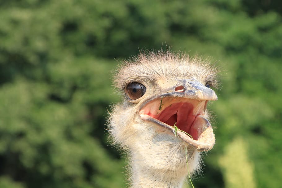 beak, close-up, eyes, head, ostrich, warming, birds, animal HD wallpaper