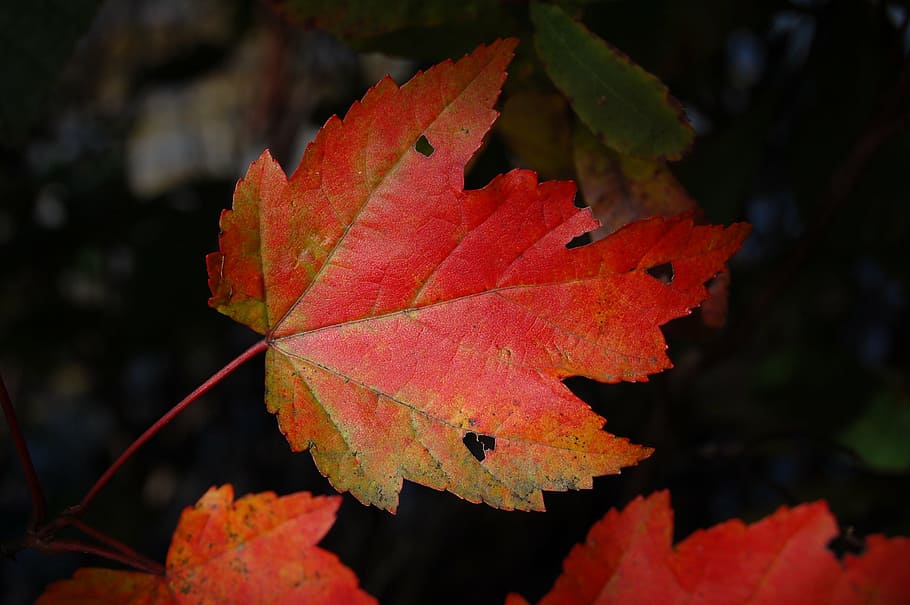 red and brown leaf, plant, nature, fall, autumn, season, yellow HD wallpaper