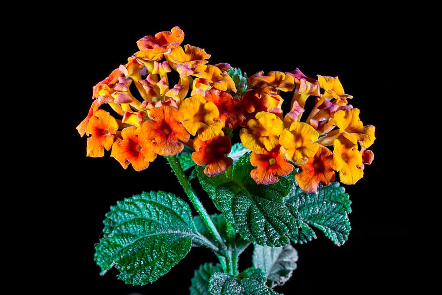 lantana, lantana camara, ornamental plant, orange, yellow, flower