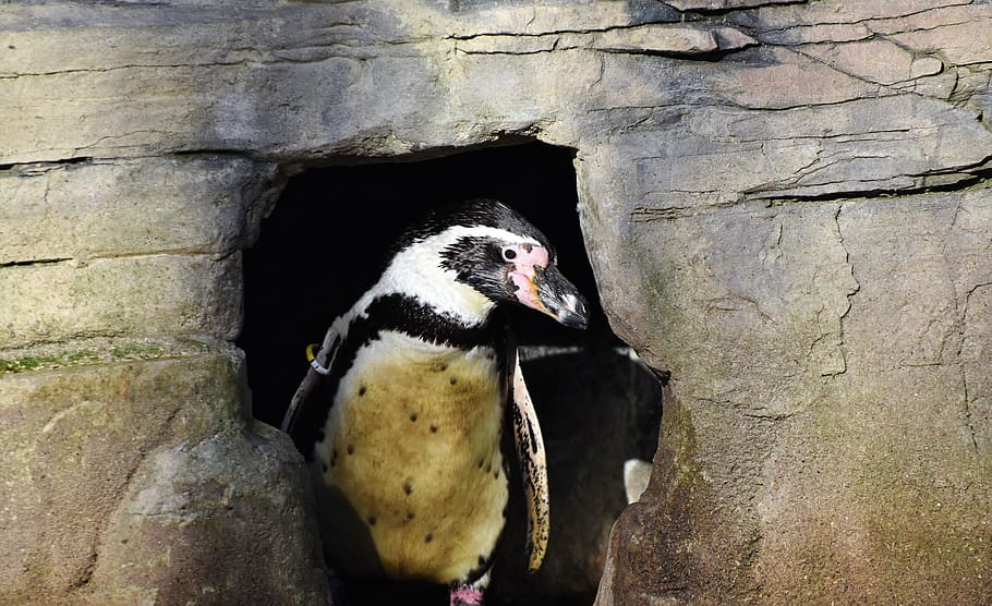 penguin, bird, water bird, cave, nesting place, shelter, animal