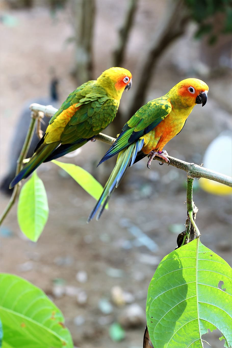 parrot, nature, leaf, tropical, tree, bird, animal wildlife HD wallpaper