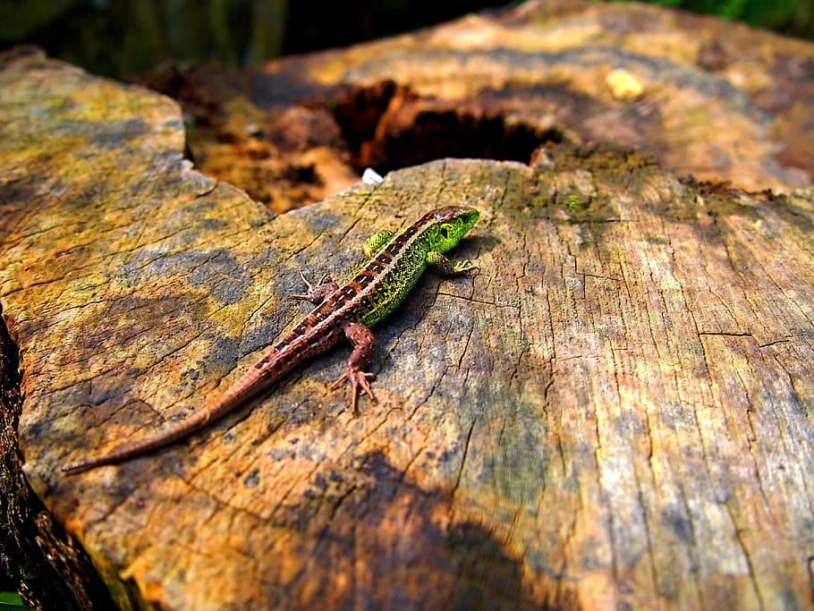 lizard, autumn, forest, animal themes, one animal, animal wildlife HD wallpaper