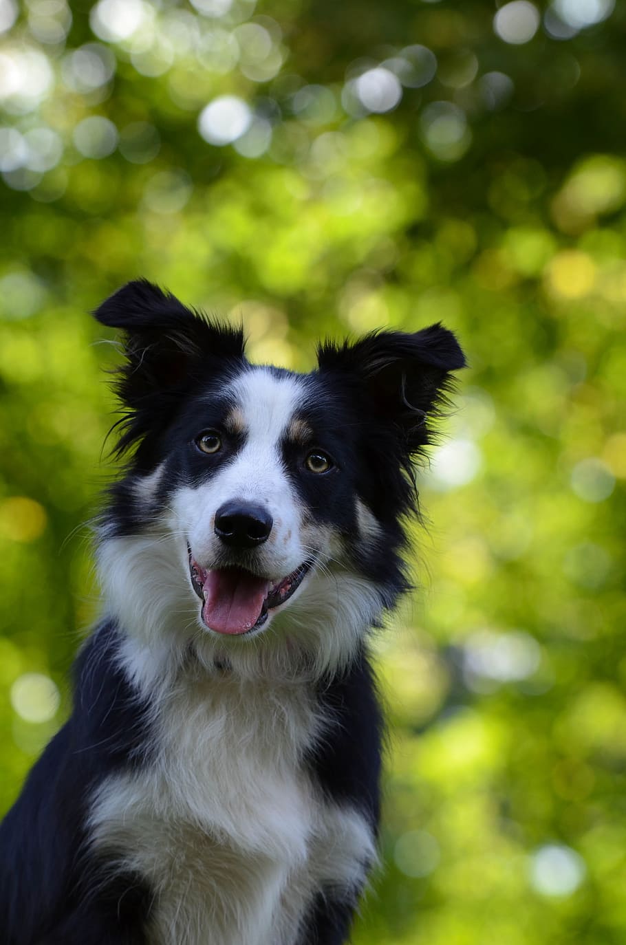 Border Collie, Portrait, Head, Pet, british sheepdog, bokeh HD wallpaper