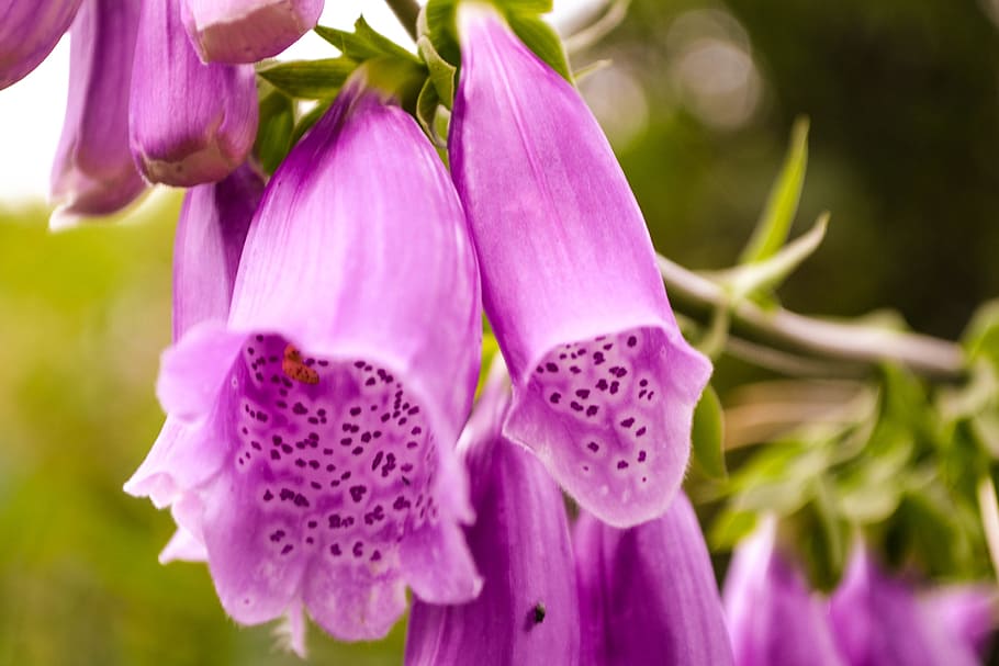 thimble, toxic, flower, giftplanze, nature, close, flowering plant HD wallpaper