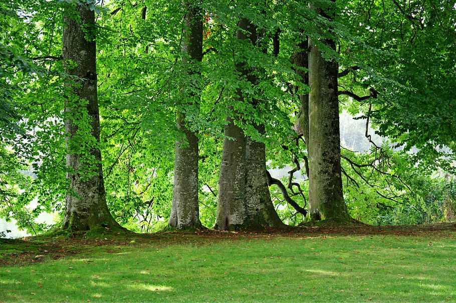 trees and green grass at daytime, group, nature, recovery, environment HD wallpaper