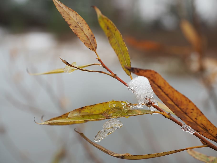 winter, coldly, sheet, photo, snow, nature, russia, snowflakes HD wallpaper