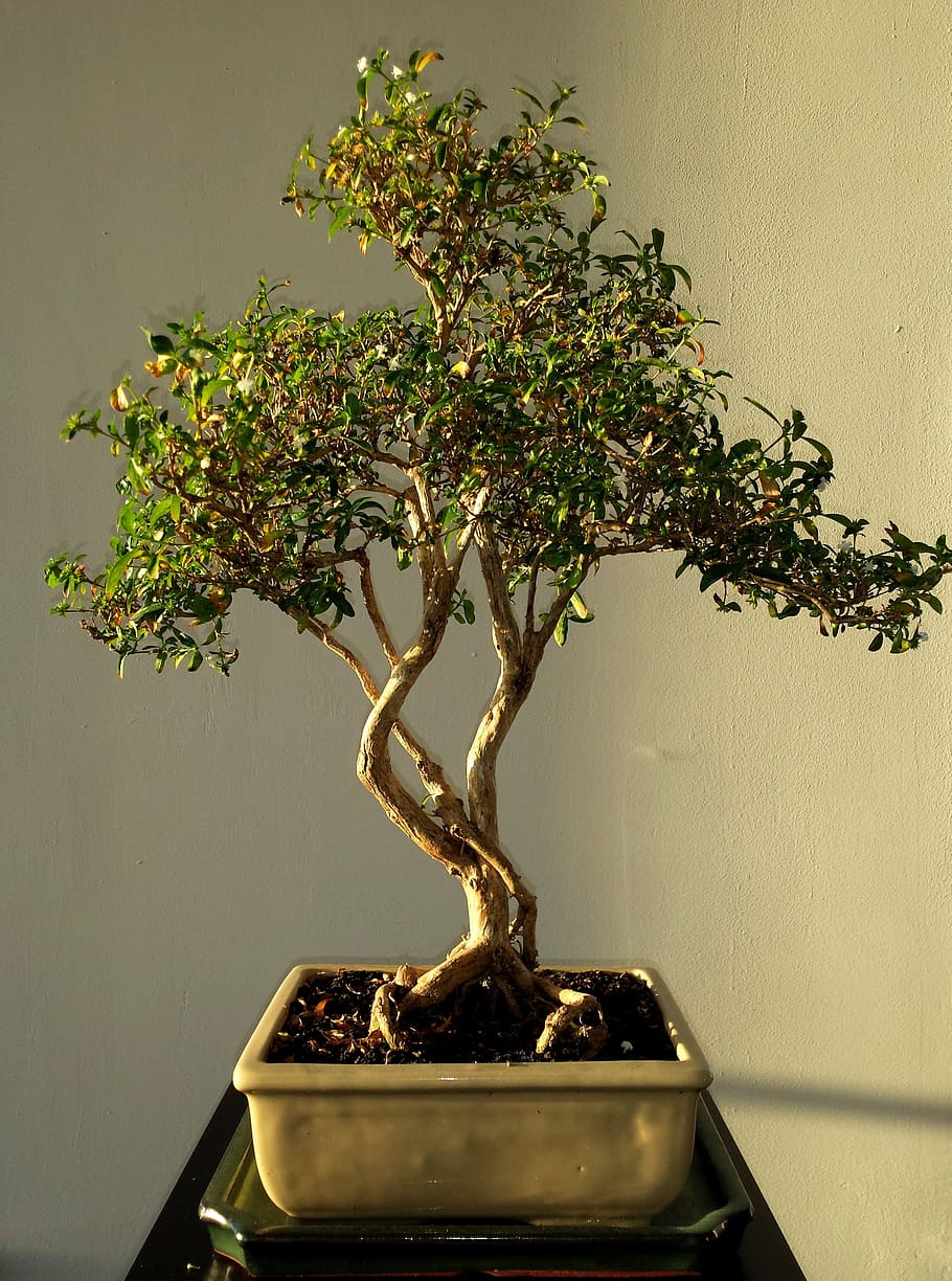 bonzai tree with ceramic pot, bonsai, leafs, green, plant, nature HD wallpaper