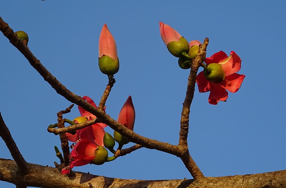 Flower, Bud, Bombax Ceiba, shimul, cotton tree, red silk-cotton, HD wallpaper