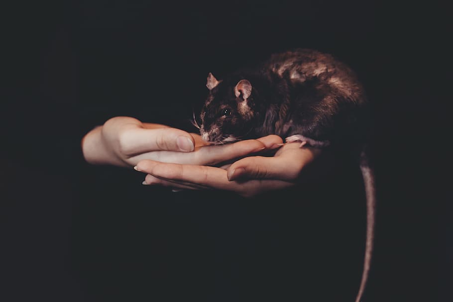person carrying black rodent, dark, rat, mouse, animal, hand HD wallpaper
