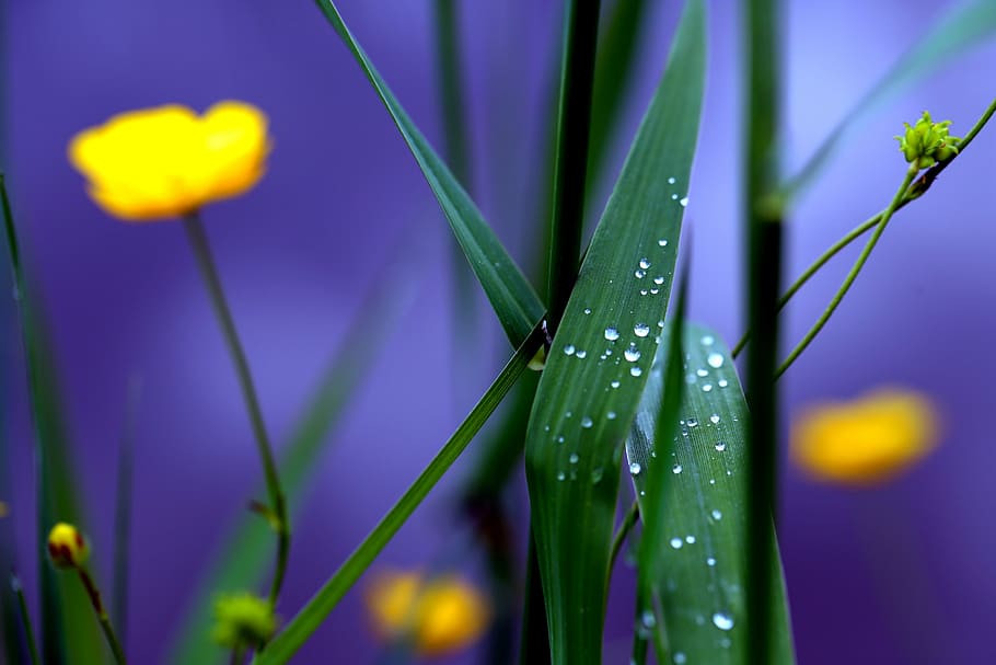 meadow, grass, dew, green, field, spring, garden, park, natural HD wallpaper