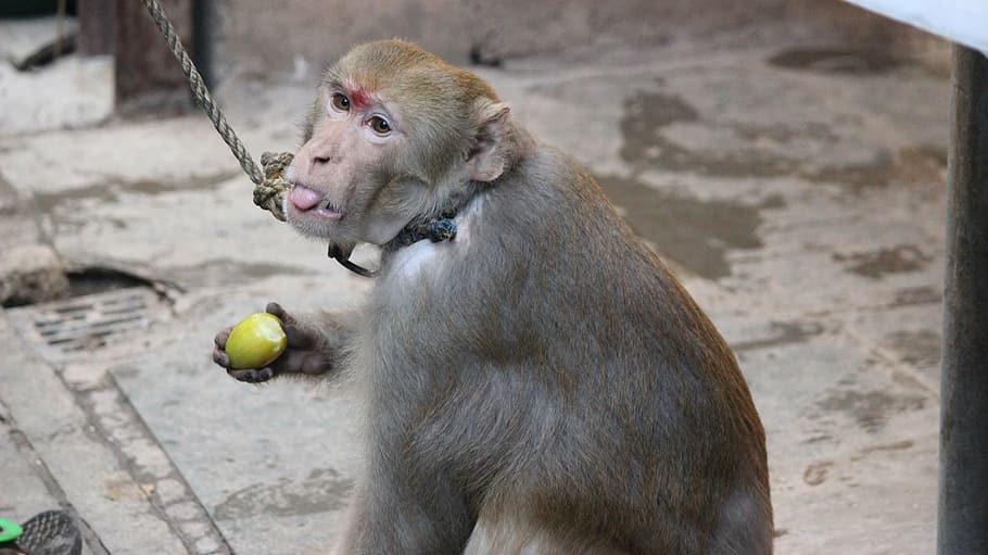 macaque, monkey, animal, mammal, one animal, primate, looking HD wallpaper